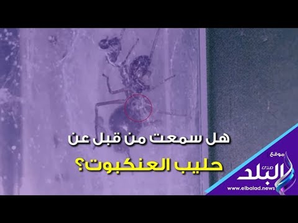 هل سمعت من قبل عن حليب العنكبوت؟