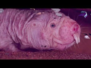 أبشع حيوان في العالم