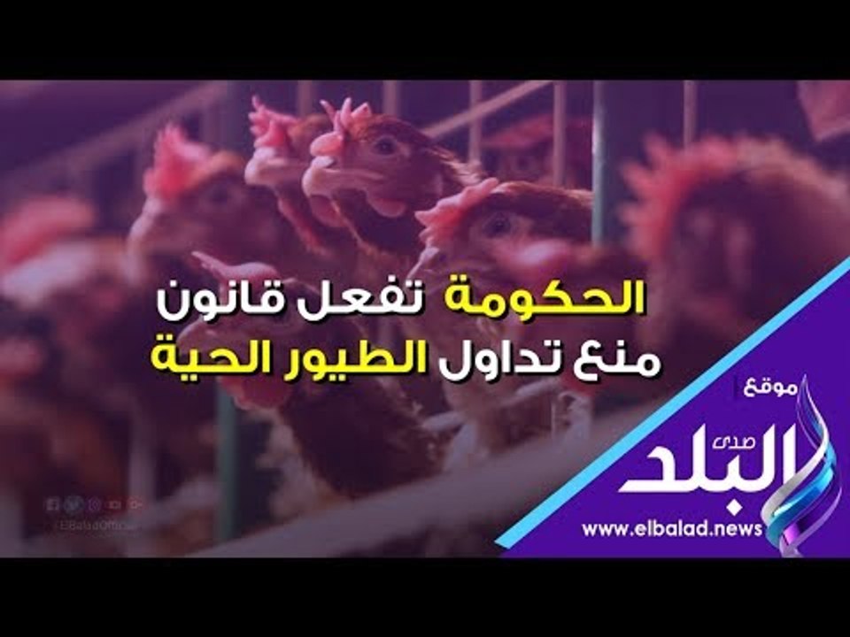 صدي البلد | فيديو جراف :  الحكومة تفعل قانون منع تداول الطيور الحية‎