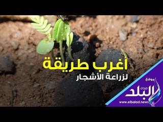 صدى البلد | أغرب طريقة لزراعة الأشجار