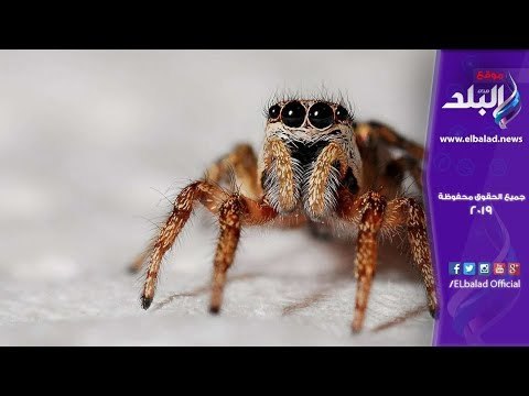 صدى البلد | العناكب تغزو سماء البرازيل