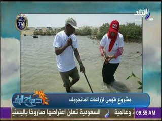 صباح البلد - أشجار المانجروف تتطلب مياه مالحة وسواحل البحار ألاسب لزراعتها