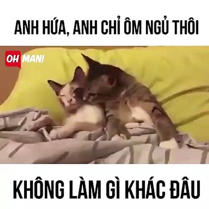 Dog & cat 42