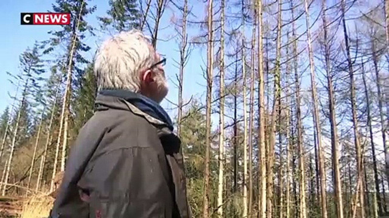 Un champignon ravage des arbres en Bretagne