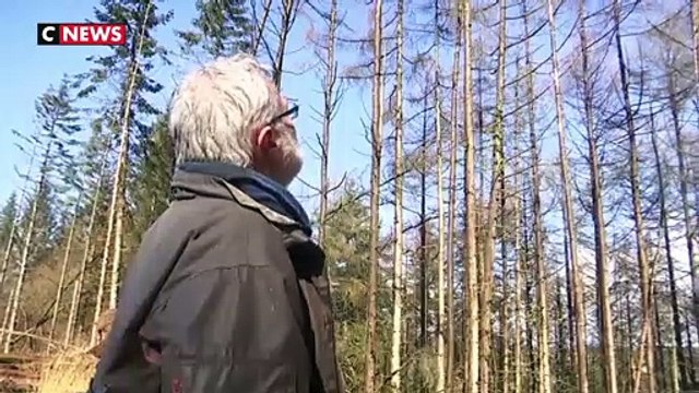 Un champignon ravage des arbres en Bretagne