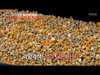 벌들의 또 다른 선물, 화분! [뉴 코리아 헌터] 52회 20170529