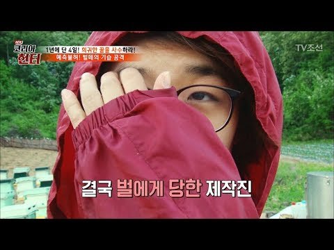 벌떼의 기습 공격에 당한 제작진! [뉴 코리아 헌터] 52회 20170529