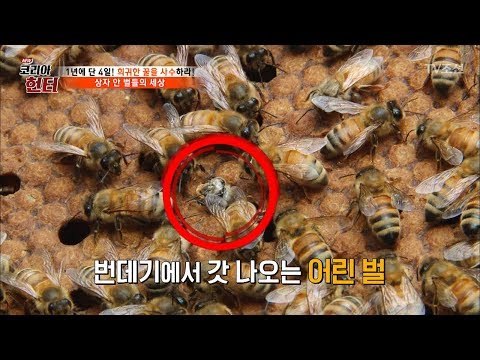 대박! 번데기에서 갓 나오는 어린 벌! [뉴 코리아 헌터] 52회 20170529