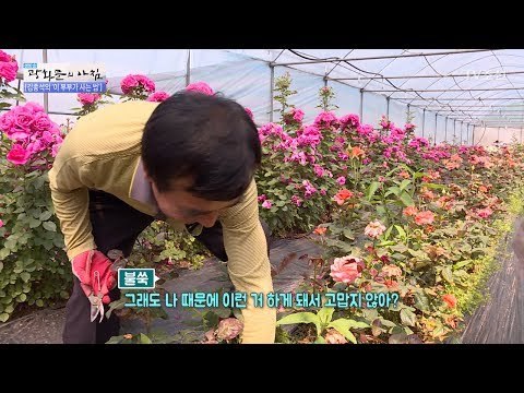 장미로 연 매출 20억? 대박 부부! [광화문의 아침] 493회 20170601