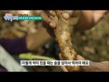 산의 보물! 약초 천마의 효능! [행복한 저녁] 39회 20170609