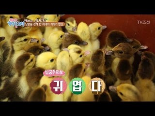심쿵! 기러기 새끼가 건강의 비법? [행복한 저녁] 41회 20170613