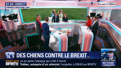 Des chiens contre le Brexit