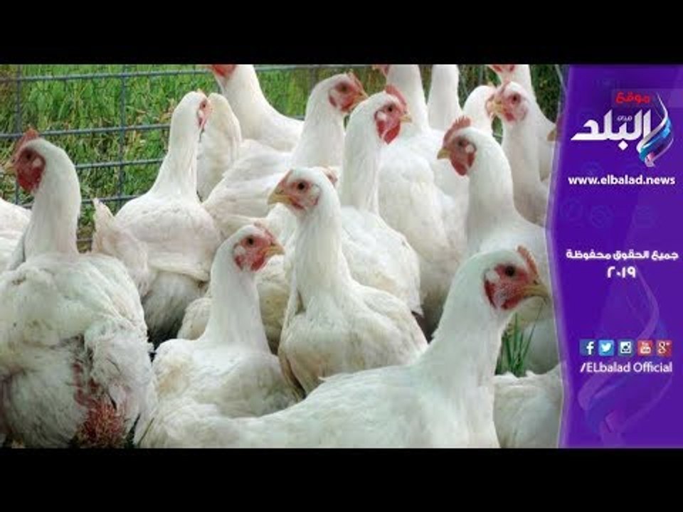 صدي البلد | خليها تكاكي.. المواطنين: مش هناكل فراخ تاني لحد ماترخص