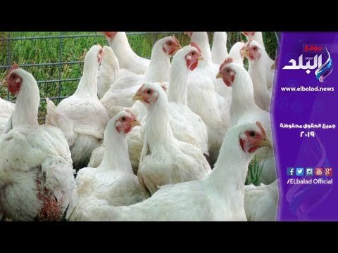 صدي البلد | خليها تكاكي.. المواطنين: مش هناكل فراخ تاني لحد ماترخص