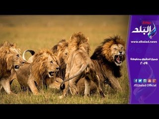 صدي البلد | لعبة شد الحبل مع الأسود