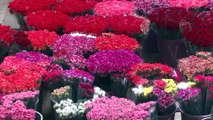 Çiçek sektörü, İngilizlerin Anneler Günü'ne hazırlanıyor - ANTALYA