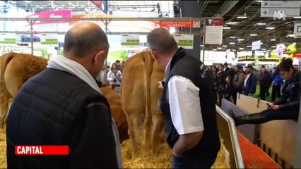 Un responsable "boucherie" d'un supermarché visite le salon de l'agriculture et ses réflexions ne plaisent pas aux internautes - Vidéo