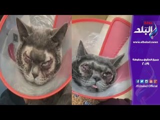 صدي البلد | صينية تجري عملية تجميل لقطتها "القبيحة"