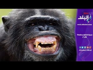 كيف غيرت عضة قرد تاريخ اليونان؟