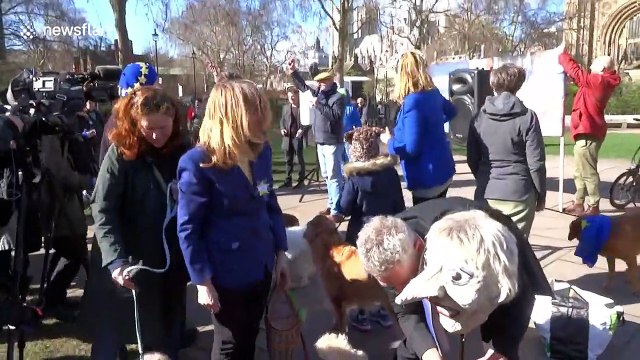 'Brexit is a dog's dinner' Pro-EU pooches gather near Houses of Parliament in London