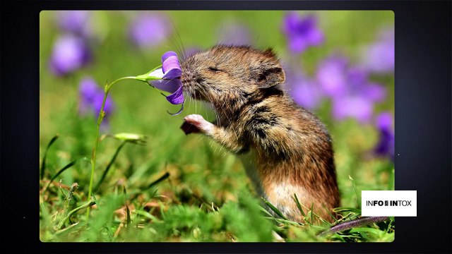 Des photos d'animaux mises en scène pour vous tromper