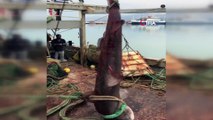 Antalyalı balıkçıların ağına  dev köpekbalığı takıldı