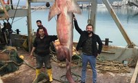 Antalyalı balıkçıların ağına dev köpekbalığı takıldı