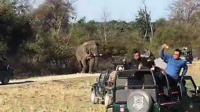 When Corbett elephant attacks