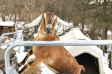ABD'de Fair Haven Kentinin Yeni Belediye Başkanı Afrika Süt Keçisi Oldu