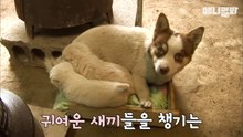 韓国子犬と母犬   SBS 동물농장x애니멀봐