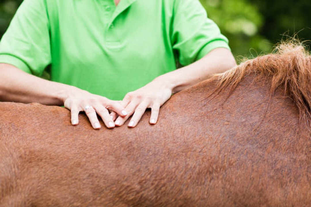 Hippotherapie: eine neue Behandlungsmethode?