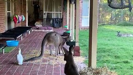 Cheeky cockatoo nips on kangaroo's tail to steal his snacks