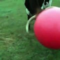 Un taureau triste davoir crevé son ballon
