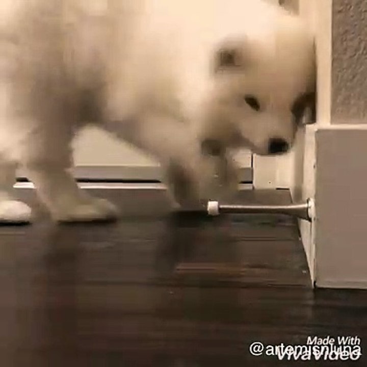 Ce chien se defoule avec ce bout d'objet