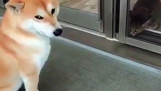 Ce adorable chien fait connaissance avec son nouvel ami. Sa vidéo vous laissera orgasmique