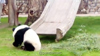 This baby panda is having fun with a slippery !!