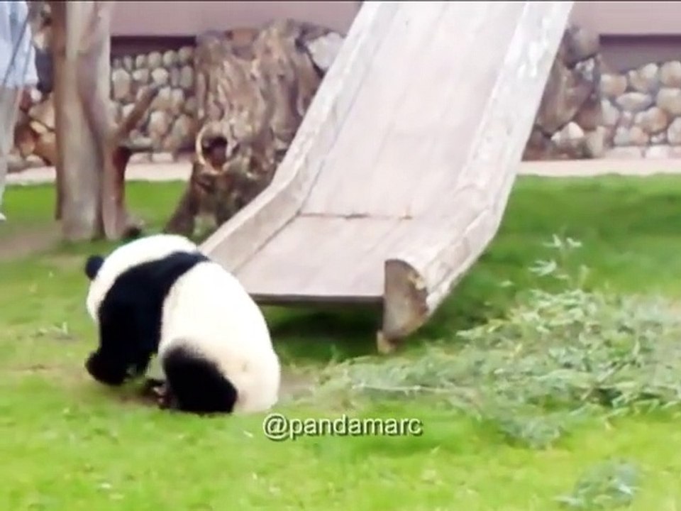 This baby panda is having fun with a slippery !!