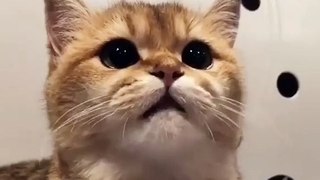 This cute cat is having fun with his master