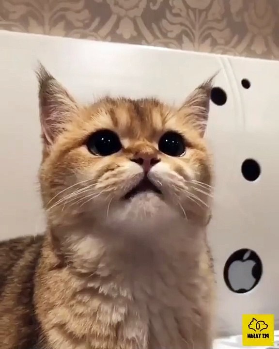 This cute cat is having fun with his master