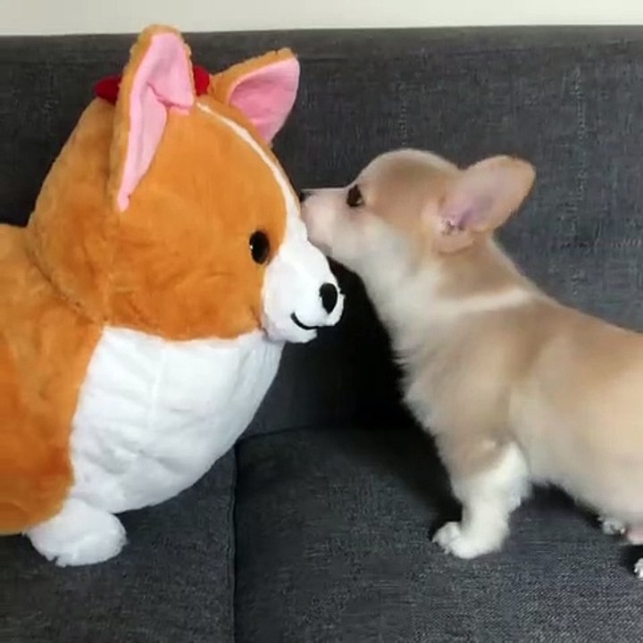 This cute puppy loves this stuffed animal
