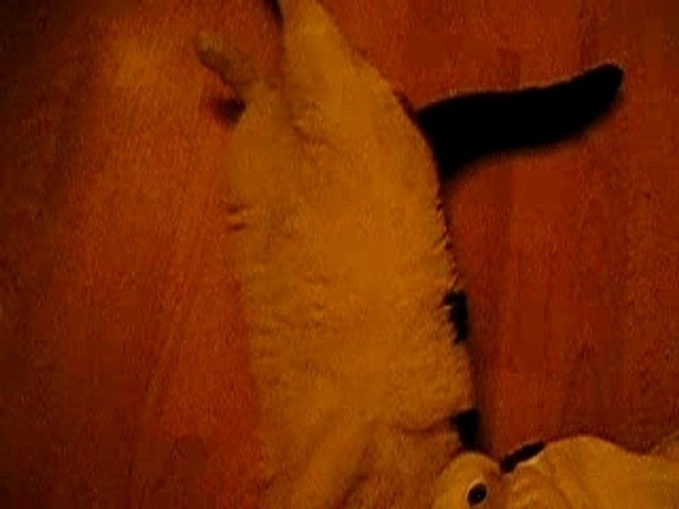 chat va?chatte debile à 180°