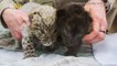 These Adorable And Critically Endangered Leopards Were Born At A Connecticut Zoo