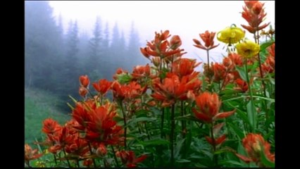 nature's glory scenery with calming music