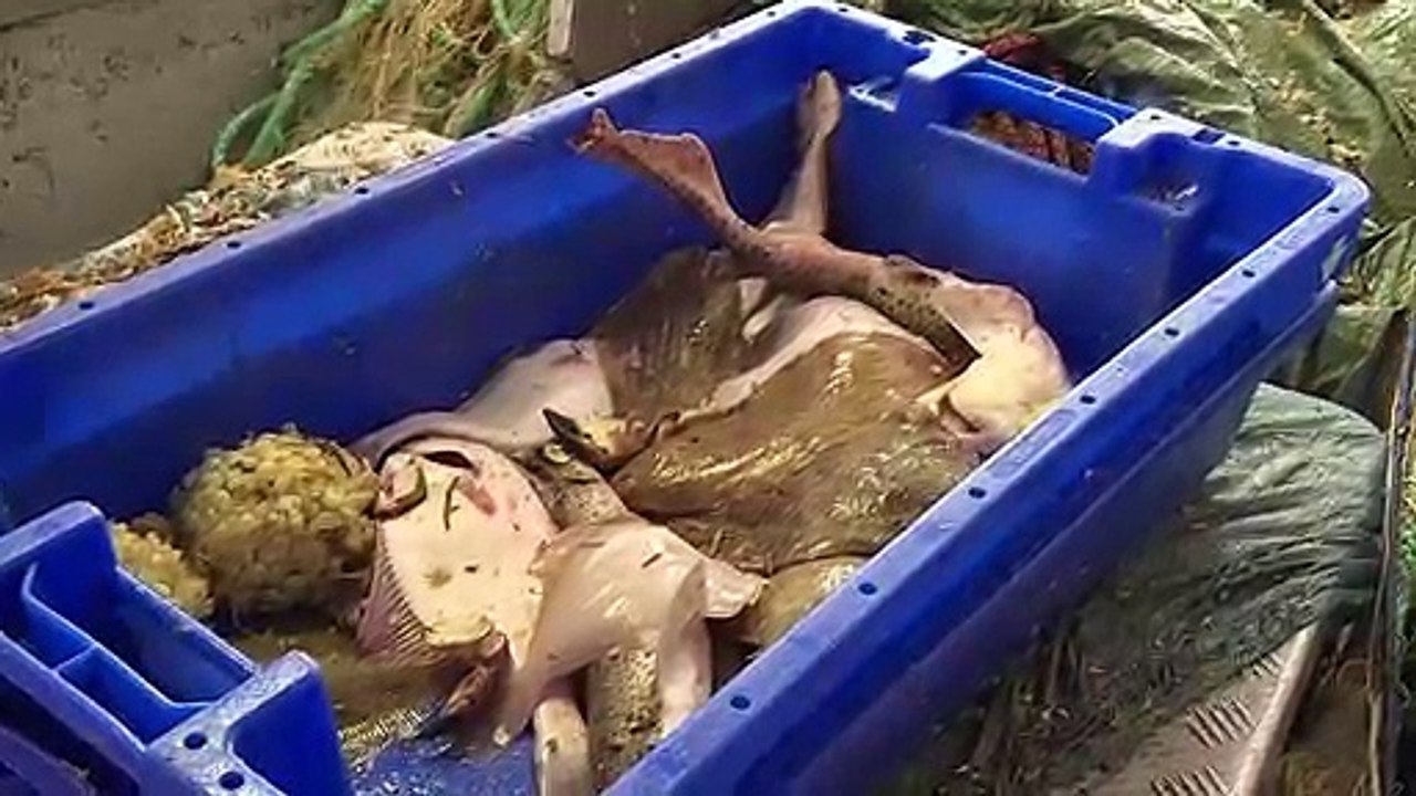 Französische Fischer befürchten 'Krieg' bei hartem Brexit