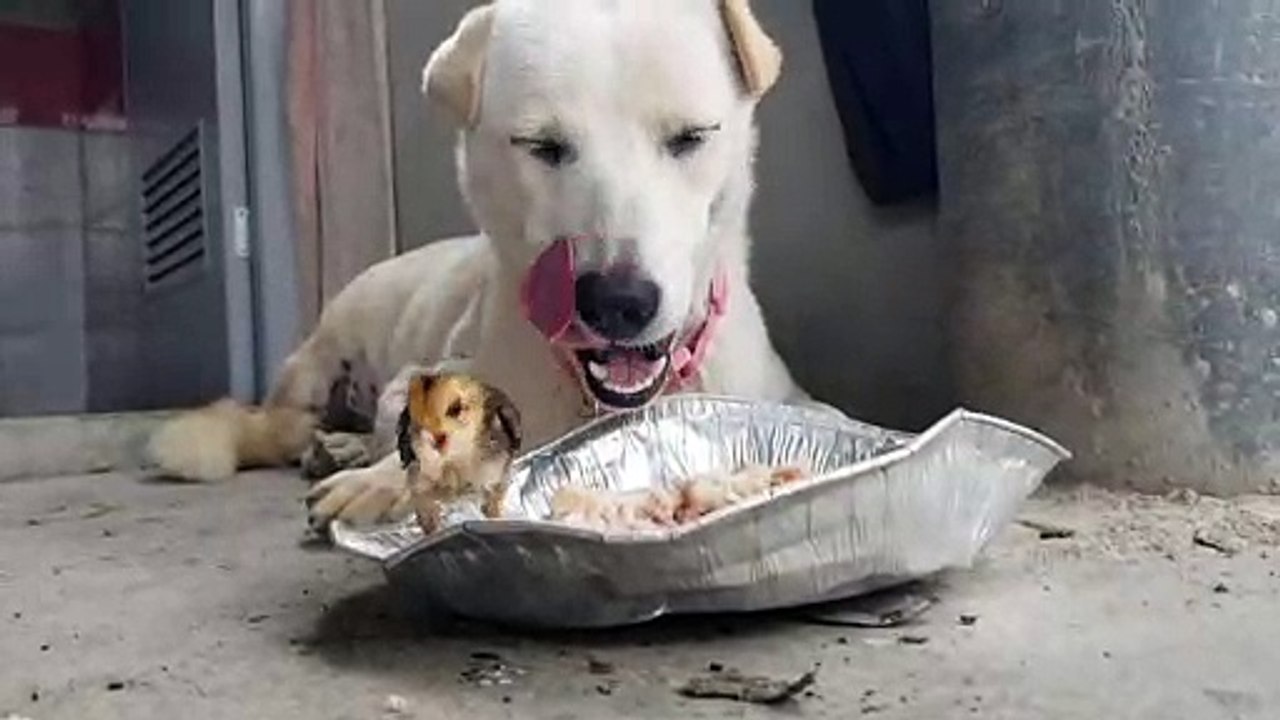 Dog Shares Lunch With Chick