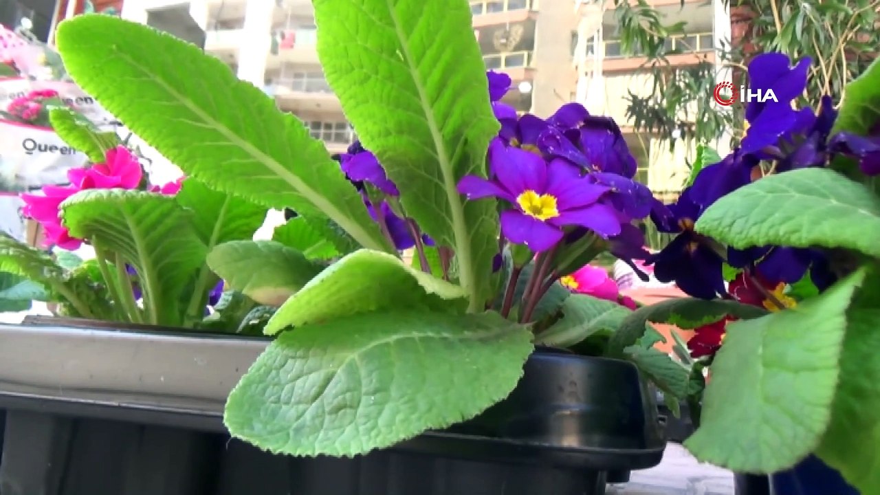 Çiçek dikim ve bakımı ile ilgili bilinmesi gerekenleri uzmanı anlattı