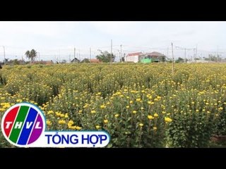 THVL | Để mùa hoa Tết 2019 không phải bán đổ bán tháo