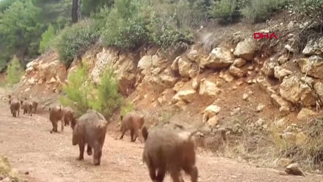Burdur Yaban Hayvanları ve Kaçak Avcılar Fotokapanla Görüntülendi
