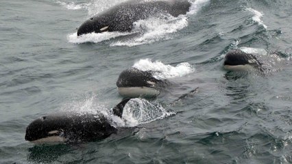 Download Video: Scientists May Have Discovered New Species Of Killer Whale