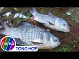 THVL | Nông dân Hậu Giang nuôi thành công cá hô quý hiếm